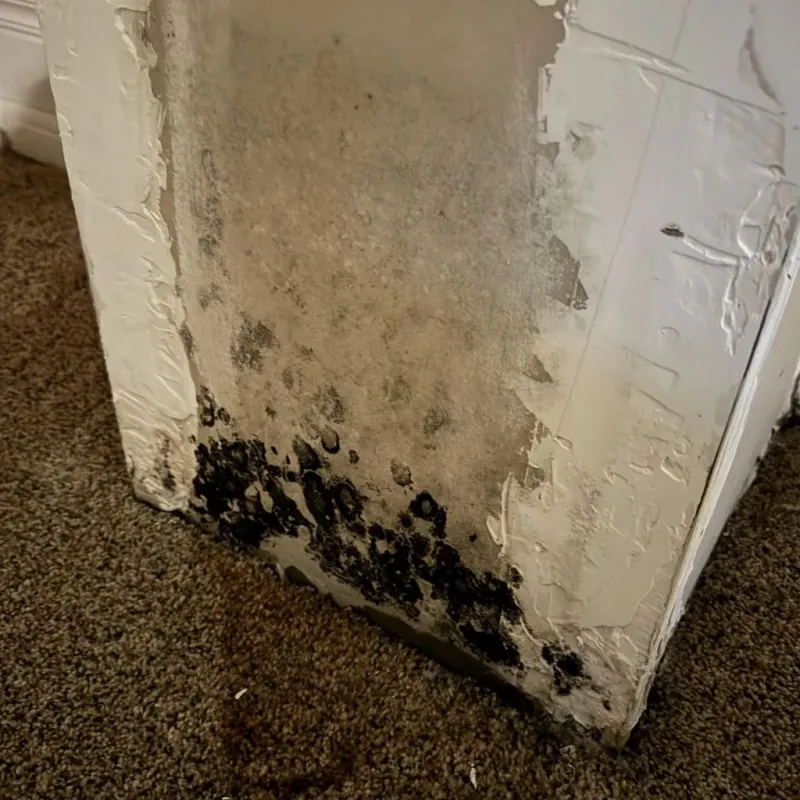 Professional Mold Removal in Pottsville, AR